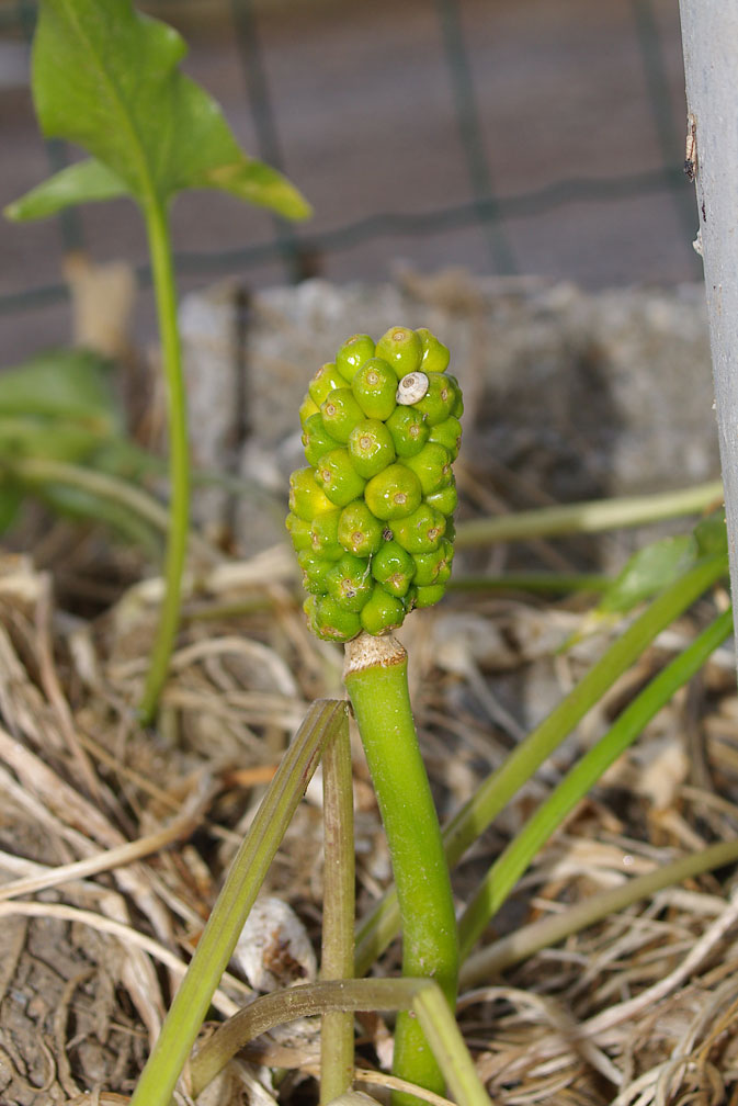 Arum italicum / Gigaro chiaro